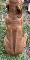 Male Rhodesian Ridgeback - Beau, a male Rhodesian Ridgeback for sale in Mauriceville, TX – Photo 6 of 7
