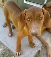 Male Rhodesian Ridgeback - Beau, a male Rhodesian Ridgeback for sale in Mauriceville, TX – Photo 4 of 7