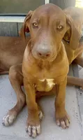 Male Rhodesian Ridgeback - Beau, a male Rhodesian Ridgeback for sale in Mauriceville, TX – Photo 2 of 7