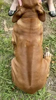 Male Rhodesian Ridgeback - Beau, a male Rhodesian Ridgeback for sale in Mauriceville, TX – Photo 7 of 7