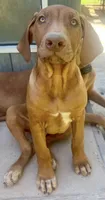 Male Rhodesian Ridgeback - Beau, a male Rhodesian Ridgeback for sale in Mauriceville, TX – Photo 3 of 7