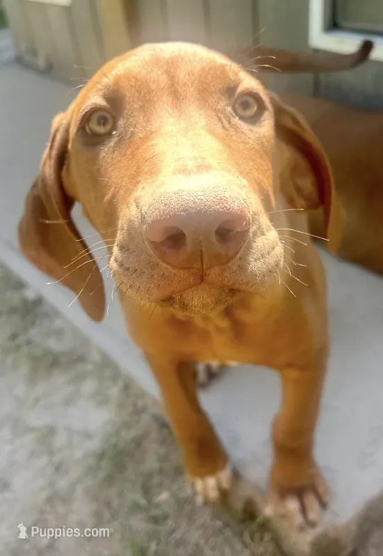 Male Rhodesian Ridgeback - Beau – Rhodesian Ridgeback puppy for sale in Mauriceville, TX