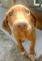 Male Rhodesian Ridgeback - Beau, a male Rhodesian Ridgeback for sale in Mauriceville, TX – Photo 1 of 7