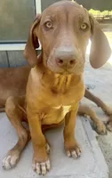 Male Rhodesian Ridgeback - Beau, a male Rhodesian Ridgeback for sale in Mauriceville, TX – Photo 5 of 7