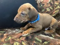 Blue Boy, a male Rhodesian Ridgeback for sale in Mauriceville, TX – Photo 2 of 10