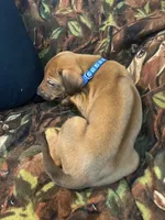 Blue Boy, a male Rhodesian Ridgeback for sale in Mauriceville, TX – Photo 6 of 10