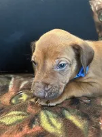 Blue Boy, a male Rhodesian Ridgeback for sale in Mauriceville, TX – Photo 7 of 10