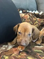 Blue Boy, a male Rhodesian Ridgeback for sale in Mauriceville, TX – Photo 4 of 10