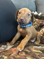 Blue Boy, a male Rhodesian Ridgeback for sale in Mauriceville, TX – Photo 5 of 10