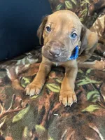 Blue Boy, a male Rhodesian Ridgeback for sale in Mauriceville, TX – Photo 8 of 10