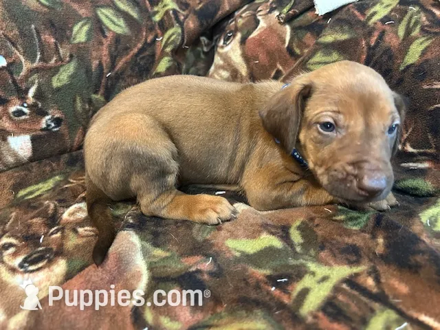 Blue Boy, a male Rhodesian Ridgeback for sale in Mauriceville, TX – Photo 9 of 10