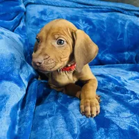 Red Girl, a female Rhodesian Ridgeback for sale in Mauriceville, TX – Photo 4 of 8