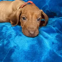 Red Girl, a female Rhodesian Ridgeback for sale in Mauriceville, TX – Photo 7 of 8