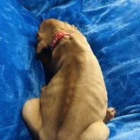 Red Girl, a female Rhodesian Ridgeback for sale in Mauriceville, TX – Photo 3 of 8