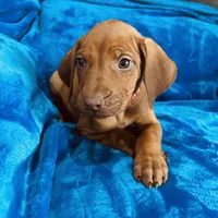 Red Girl, a female Rhodesian Ridgeback for sale in Mauriceville, TX – Photo 8 of 8
