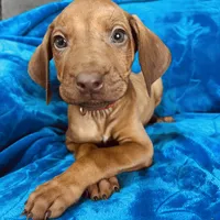 Red Girl, a female Rhodesian Ridgeback for sale in Mauriceville, TX – Photo 5 of 8