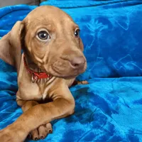 Red Girl, a female Rhodesian Ridgeback for sale in Mauriceville, TX – Photo 2 of 8