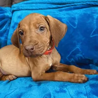 Red Girl, a female Rhodesian Ridgeback for sale in Mauriceville, TX – Photo 1 of 8