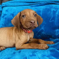 Red Girl, a female Rhodesian Ridgeback for sale in Mauriceville, TX – Photo 6 of 8
