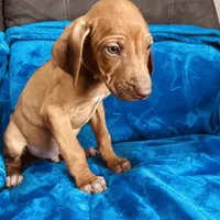 Yellow Boy, a male Rhodesian Ridgeback for sale in Mauriceville, TX – Photo 1 of 8