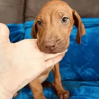 Yellow Boy, a male Rhodesian Ridgeback for sale in Mauriceville, TX – Photo 6 of 8