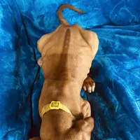 Yellow Boy, a male Rhodesian Ridgeback for sale in Mauriceville, TX – Photo 7 of 8