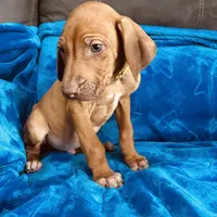 Yellow Boy, a male Rhodesian Ridgeback for sale in Mauriceville, TX – Photo 2 of 8