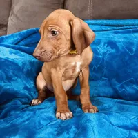 Yellow Boy, a male Rhodesian Ridgeback for sale in Mauriceville, TX – Photo 5 of 8