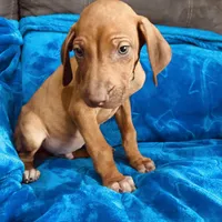 Yellow Boy, a male Rhodesian Ridgeback for sale in Mauriceville, TX – Photo 4 of 8