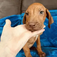 Yellow Boy, a male Rhodesian Ridgeback for sale in Mauriceville, TX – Photo 3 of 8
