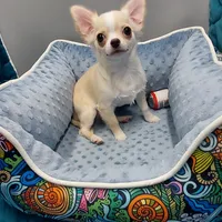 Blake, a male Chihuahua for sale in Coldwater, MS – Photo 3 of 3