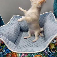 Blake, a male Chihuahua for sale in Coldwater, MS – Photo 1 of 3