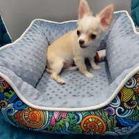 Blake, a male Chihuahua for sale in Coldwater, MS – Photo 2 of 3