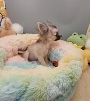 Hazel, a female Chihuahua for sale in Coldwater, MS – Photo 1 of 6