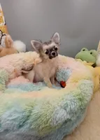 Hazel, a female Chihuahua for sale in Coldwater, MS – Photo 5 of 6