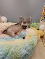 Hazel, a female Chihuahua for sale in Coldwater, MS – Photo 2 of 6