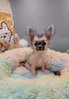 Hazel, a female Chihuahua for sale in Coldwater, MS – Photo 4 of 6