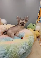 Hazel, a female Chihuahua for sale in Coldwater, MS – Photo 3 of 6