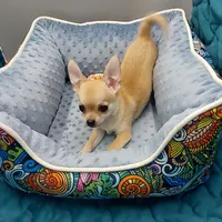 Gucci, a male Chihuahua for sale in Coldwater, MS – Photo 1 of 3