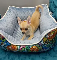 Gucci, a male Chihuahua for sale in Coldwater, MS – Photo 1 of 3