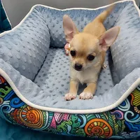 Gucci, a male Chihuahua for sale in Coldwater, MS – Photo 2 of 3