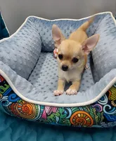 Gucci, a male Chihuahua for sale in Coldwater, MS – Photo 2 of 3