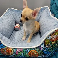 Gucci, a male Chihuahua for sale in Coldwater, MS – Photo 3 of 3