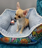 Gucci, a male Chihuahua for sale in Coldwater, MS – Photo 3 of 3