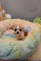 Sophia, a female Chihuahua for sale in Coldwater, MS – Photo 4 of 4