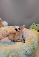 Sophia, a female Chihuahua for sale in Coldwater, MS – Photo 1 of 4