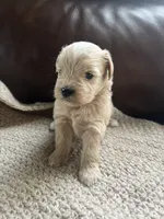 Caliente , a female Miniature Schnauzer for sale in Muskogee, OK – 2 of 2
