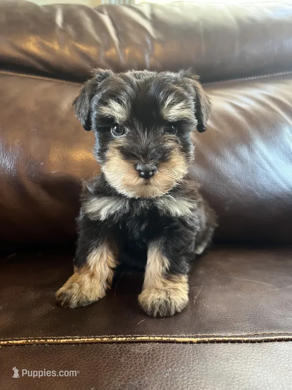 Cypress – Miniature Schnauzer puppy for sale in Muskogee, OK