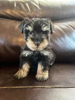 Cypress, a male Miniature Schnauzer for sale in Muskogee, OK – 1 of 2