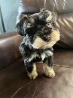 Sequoia , a female Miniature Schnauzer for sale in Muskogee, OK – 2 of 2